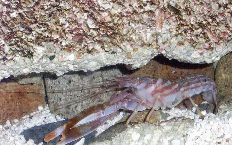Il gambero pistola spara una bolla calda quasi come il Sole e uccide con l’onda d’urto