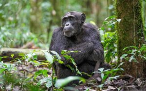 Un fossile di scimmia antropomorfa in Egitto mette in discussione la storia delle origini umane