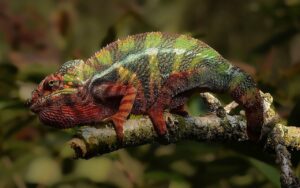 Scoperti quattro camaleonti che non esistono da nessun’altra parte sulla Terra