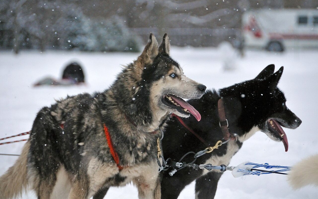 Antichi crani di cane riscrivono la storia dell’evoluzione dei nostri migliori amici