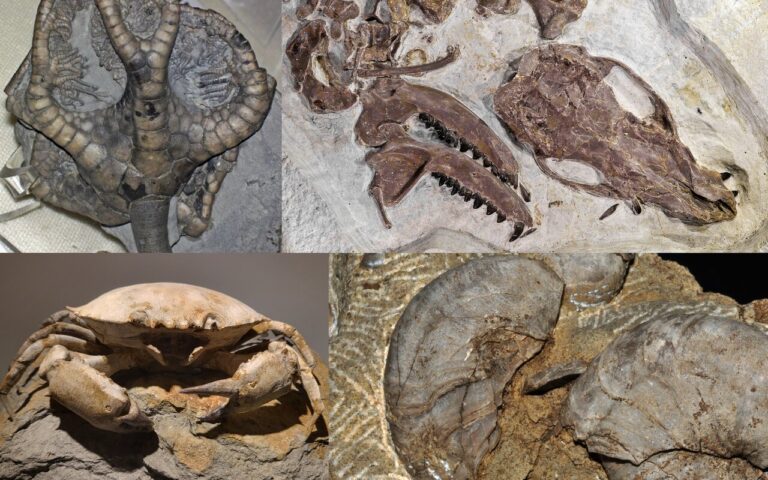 «Uno su un milione»: tessuti molli scoperti in un fossile di 450 milioni di anni