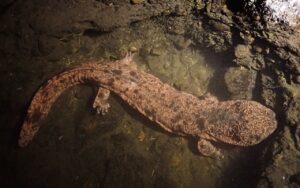 Ossa misteriose in Giappone appartengono a una salamandra gigante mai vista prima