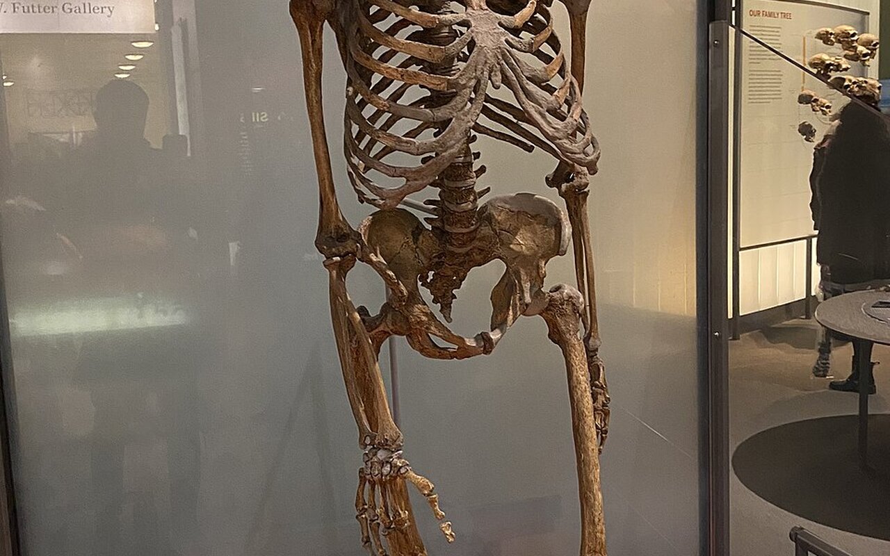 La «storia d’amore» con i Neanderthal non è quella che il DNA racconta