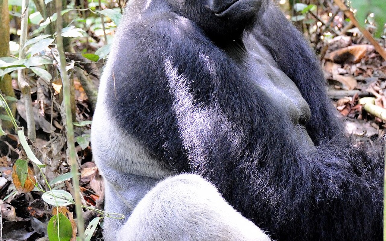 Koko, la gorilla che imparò più di 1.000 segni: cosa ci ha insegnato davvero