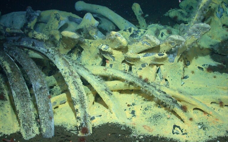 Un cimitero di balene di 5 milioni di anni scoperto negli abissi dell’Oceano Indiano