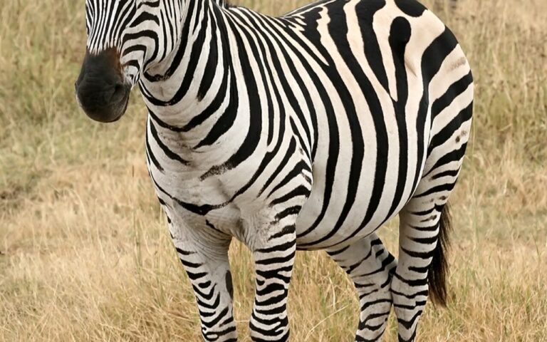 Perché le strisce della zebra funzionano da repellente: l’esperimento delle mucche dipinte